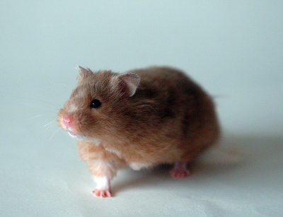 Vince - our 2nd hamster